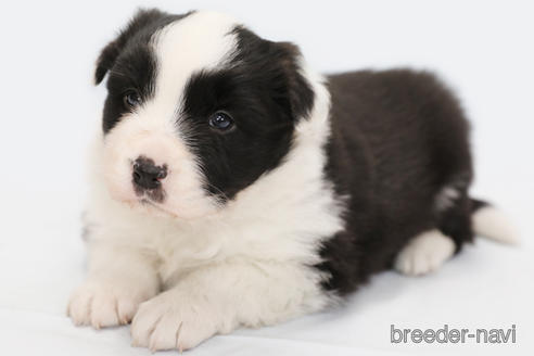 成約済の神奈川県のボーダーコリー-231167の1枚目